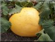 large yellow pumpkin