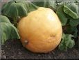 large yellow pumpkin