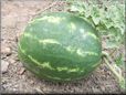 small watermelon