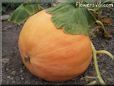 large yellow pumpkin