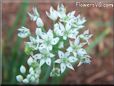 chives flower blossoms