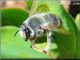 large gray bee picture