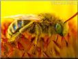 small honey bee picture