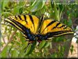 Swallowtail butterfly picture
