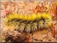 gold hairy fuzzy caterpillar pictures