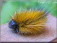 gold hairy fuzzy caterpillar pictures