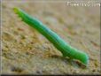 green caterpillar pictures