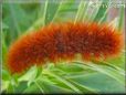 orange hairy fuzzy caterpillar pictures