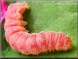 pink caterpillar pictures