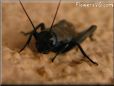 black Cricket picture