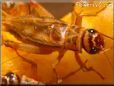 brown Cricket picture