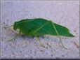 leaf Insect pictures