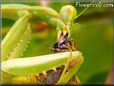  preying mantis eating grasshopper pictures