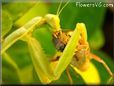  preying mantis eating grasshopper pictures