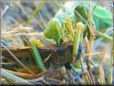  preying mantis eating grasshopper pictures