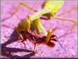  preying mantis eating grasshopper pictures