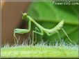 small green praying mantis
