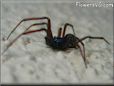 black brown spider picture