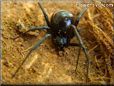 black widow spider picture