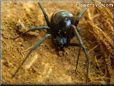 black widow spider picture