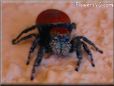 red and black jumping spider pictures