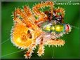 orange horned orb spider wallpaper pics