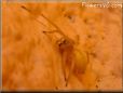 Tan spider picture