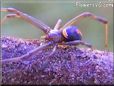 brown orange widow spider picture