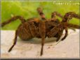 brown wolf spider photos