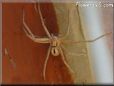 white wolf spider photos