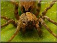 wolf spider pictures