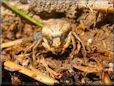 brown yellow and white crab spider pictures