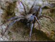 wolf spider photos