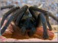 black red tarantula  pictures