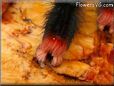 feet Pink toe tarantula pictures
