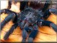 dark green Pink toe tarantula pictures