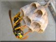 wasp black photos