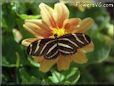 butterfly photo