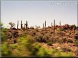 saguaro picture