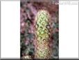 copper king cactus picture