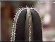 cactus picture