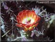 cactus flower picture