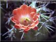 orange cactus flower pictures