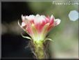 cactus flower images