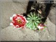cactus flower graphic