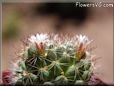 cactus flower picture
