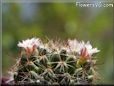 cactus flower picture
