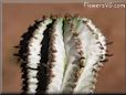 pickle plant cactus