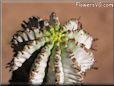pickleplant cactus