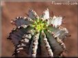 pickleplant cactus picture